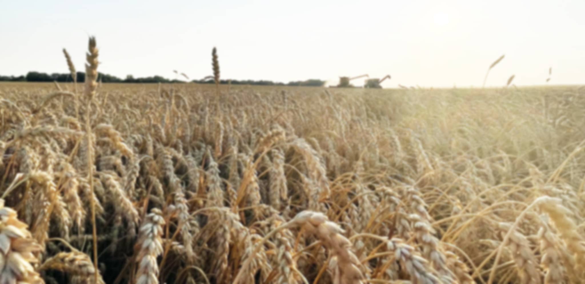 blurred wheatfield
